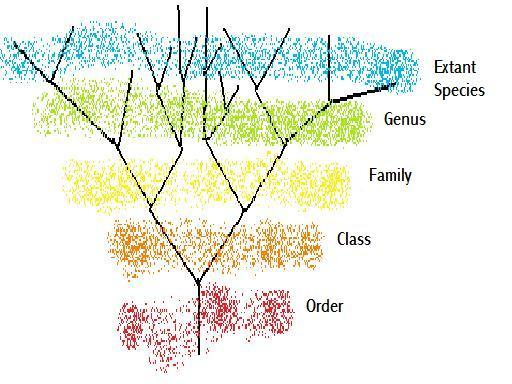 Figure 4 – A basic classificatory tree